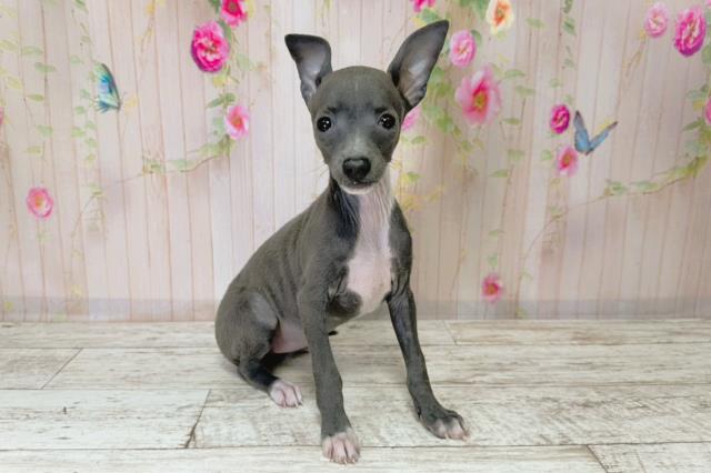 北海道のイタリアングレーハウンド (Coo&RIKU札幌西店/2025年9月1日生まれ/女の子/ブルーホワイト)の子犬の3枚目の画像