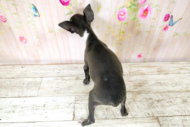 北海道のイタリアングレーハウンド (Coo&RIKU札幌西店/2025年9月1日生まれ/女の子/ブルーホワイト)の子犬の4枚目の画像