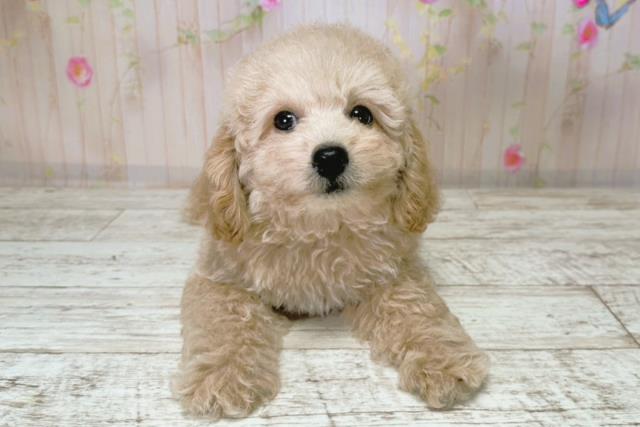 トイ・プードル