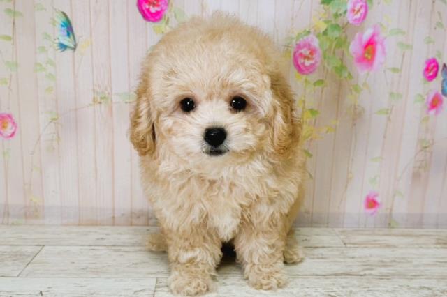 北海道のトイプードル(トイ) (Coo&RIKU札幌東店/2025年9月4日生まれ/女の子/アプリコット)の子犬の1枚目の画像