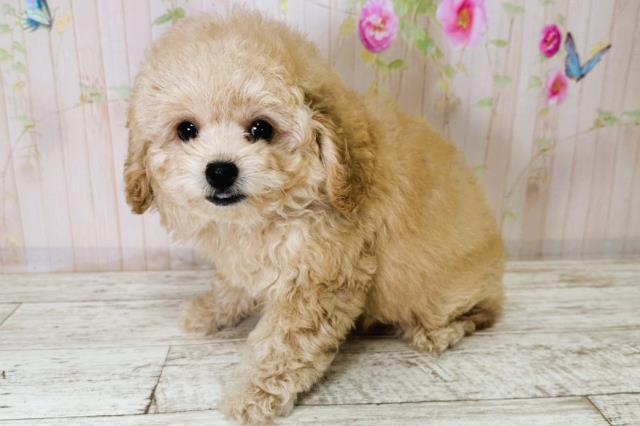 北海道のトイプードル(トイ) (Coo&RIKU札幌東店/2025年9月4日生まれ/女の子/アプリコット)の子犬の2枚目の画像