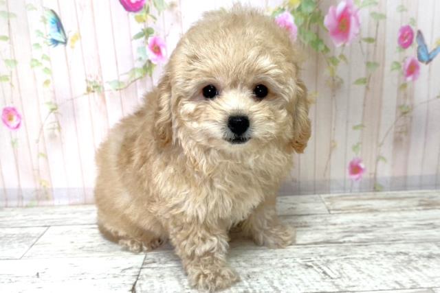 北海道のトイプードル(トイ) (Coo&RIKU札幌東店/2025年9月4日生まれ/女の子/アプリコット)の子犬の3枚目の画像