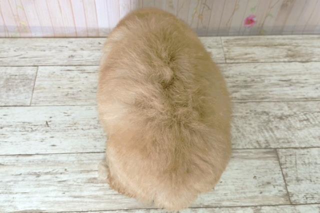 北海道のトイプードル(トイ) (Coo&RIKU札幌東店/2025年9月4日生まれ/女の子/アプリコット)の子犬の4枚目の画像