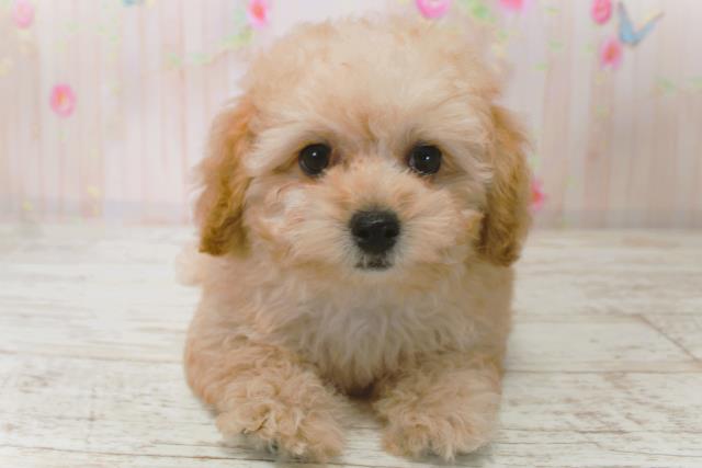 北海道のトイプードル(トイ) (Coo&RIKU北見店/2025年9月4日生まれ/女の子/アプリコット)の子犬の1枚目の画像