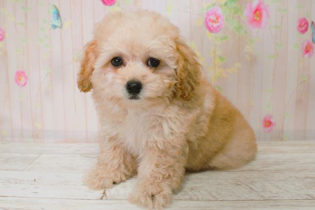 北海道のトイプードル(トイ) (Coo&RIKU北見店/2025年9月4日生まれ/女の子/アプリコット)の子犬の2枚目の画像