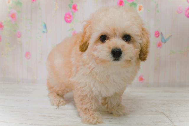 北海道のトイプードル(トイ) (Coo&RIKU北見店/2025年9月4日生まれ/女の子/アプリコット)の子犬の3枚目の画像