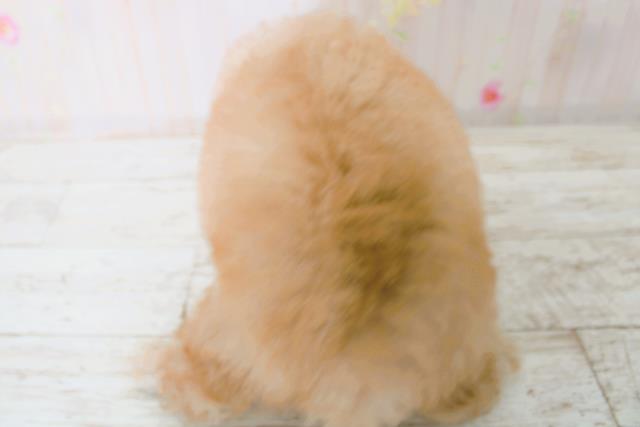 北海道のトイプードル(トイ) (Coo&RIKU北見店/2025年9月4日生まれ/女の子/アプリコット)の子犬の4枚目の画像