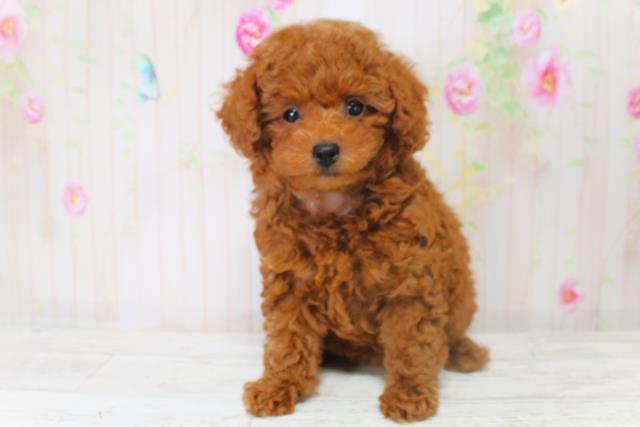 北海道のトイプードル(トイ) (Coo&RIKU釧路店/2025年9月4日生まれ/女の子/レッド)の子犬の1枚目の画像