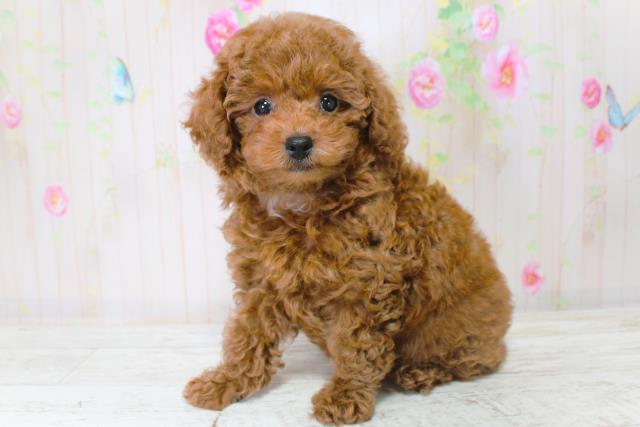 北海道のトイプードル(トイ) (Coo&RIKU釧路店/2025年9月4日生まれ/女の子/レッド)の子犬の2枚目の画像