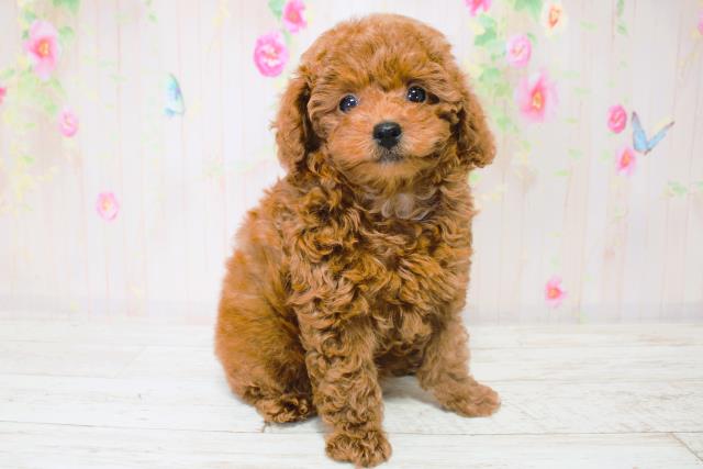 北海道のトイプードル(トイ) (Coo&RIKU釧路店/2025年9月4日生まれ/女の子/レッド)の子犬の3枚目の画像