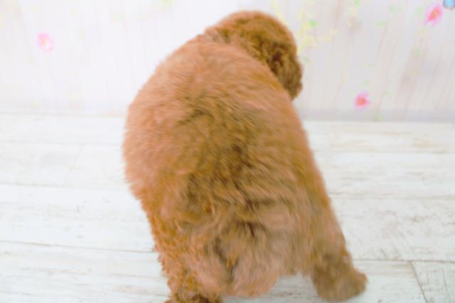 北海道のトイプードル(トイ) (Coo&RIKU釧路店/2025年9月4日生まれ/女の子/レッド)の子犬の4枚目の画像