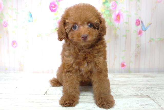 北海道のトイプードル(トイ) (Coo&RIKU室蘭店/2025年9月4日生まれ/女の子/レッド)の子犬の1枚目の画像