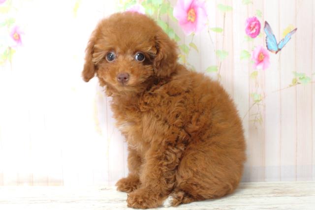 北海道のトイプードル(トイ) (Coo&RIKU室蘭店/2025年9月4日生まれ/女の子/レッド)の子犬の2枚目の画像