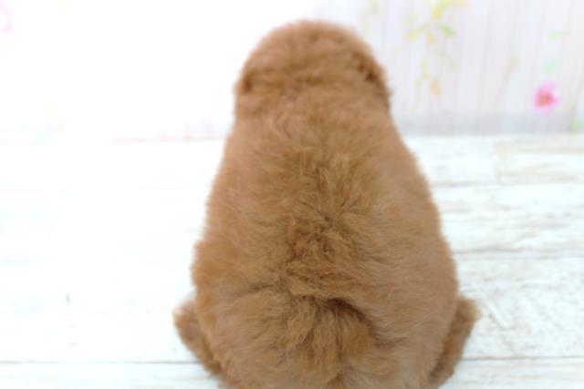 北海道のトイプードル(トイ) (Coo&RIKU室蘭店/2025年9月4日生まれ/女の子/レッド)の子犬の4枚目の画像