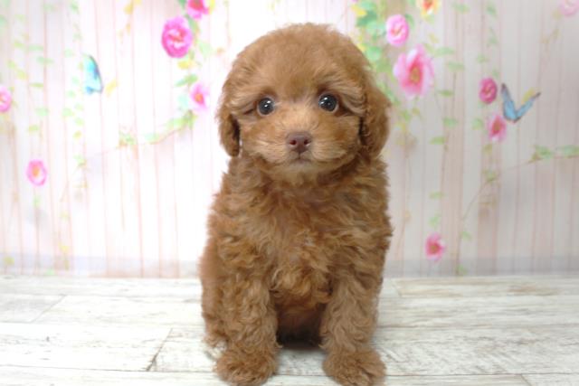 神奈川県のトイプードル(トイ) (Coo&RIKU秦野店/2025年9月4日生まれ/女の子/レッド)の子犬の1枚目の画像