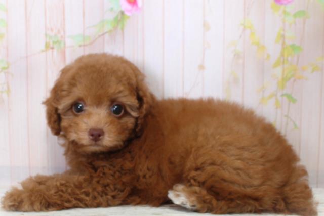 神奈川県のトイプードル(トイ) (Coo&RIKU秦野店/2025年9月4日生まれ/女の子/レッド)の子犬の2枚目の画像