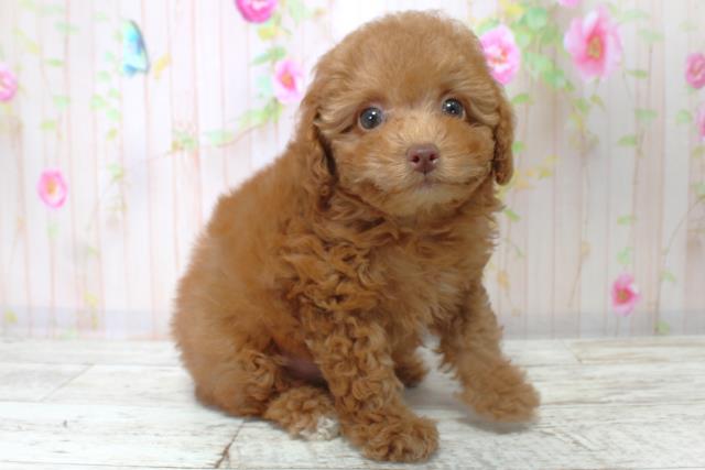 神奈川県のトイプードル(トイ) (Coo&RIKU秦野店/2025年9月4日生まれ/女の子/レッド)の子犬の3枚目の画像