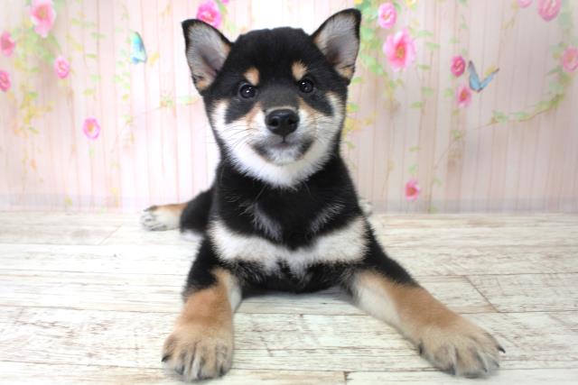 北海道の柴犬(標準サイズ) (Coo&RIKU函館店/2025年9月4日生まれ/男の子/黒)の子犬の1枚目の画像