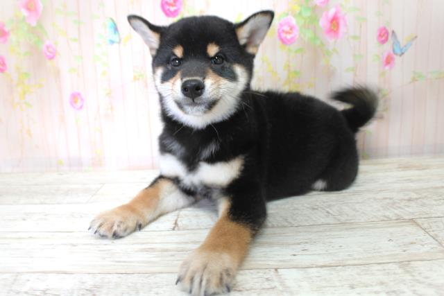 北海道の柴犬(標準サイズ) (Coo&RIKU函館店/2025年9月4日生まれ/男の子/黒)の子犬の2枚目の画像