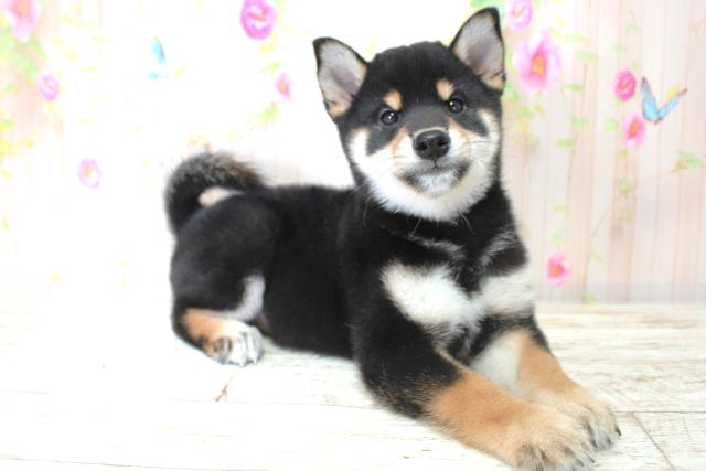 北海道の柴犬(標準サイズ) (Coo&RIKU函館店/2025年9月4日生まれ/男の子/黒)の子犬の3枚目の画像