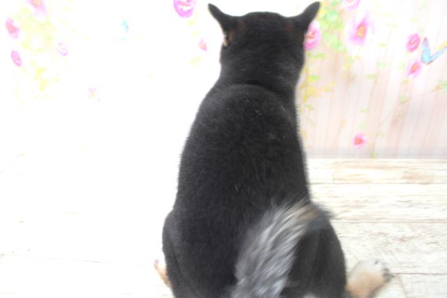 北海道の柴犬(標準サイズ) (Coo&RIKU函館店/2025年9月4日生まれ/男の子/黒)の子犬の4枚目の画像