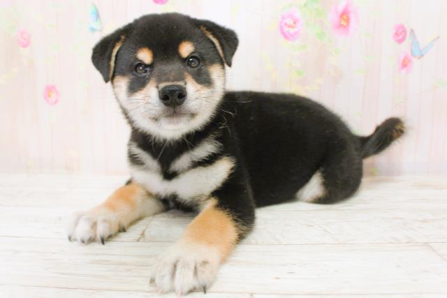 北海道の柴犬(標準サイズ) (Coo&RIKU岩見沢店/2025年9月4日生まれ/男の子/黒)の子犬の2枚目の画像