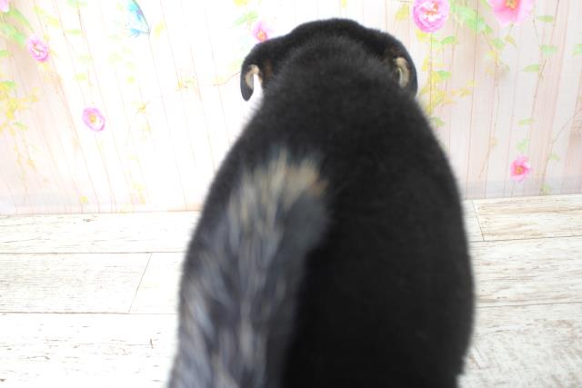 北海道の柴犬(標準サイズ) (Coo&RIKU岩見沢店/2025年9月4日生まれ/男の子/黒)の子犬の4枚目の画像