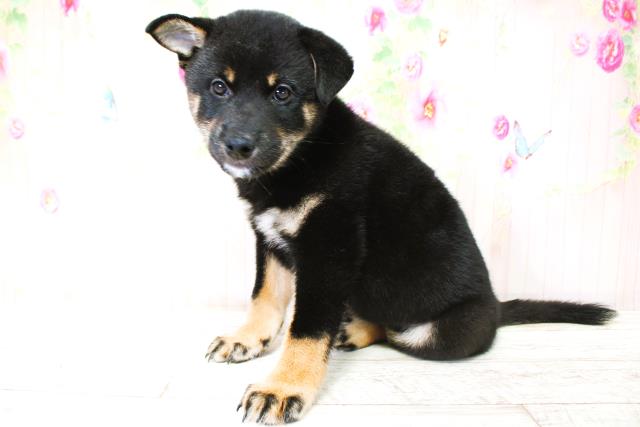 神奈川県の柴犬(標準サイズ) (Coo&RIKU秦野店/2025年9月4日生まれ/男の子/黒)の子犬の2枚目の画像