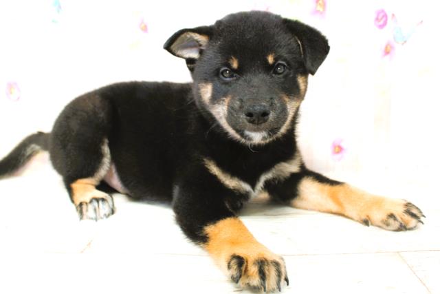 神奈川県の柴犬(標準サイズ) (Coo&RIKU秦野店/2025年9月4日生まれ/男の子/黒)の子犬の3枚目の画像