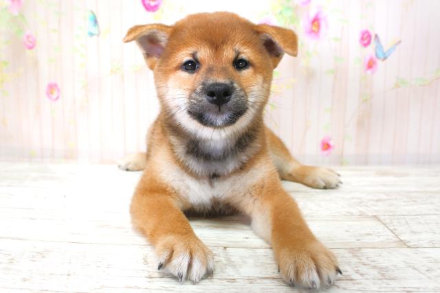 福島県の柴犬(標準サイズ) (Coo&RIKU福島店/2025年9月4日生まれ/男の子/赤)の子犬の1枚目の画像