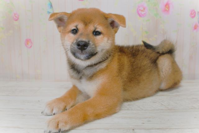 福島県の柴犬(標準サイズ) (Coo&RIKU福島店/2025年9月4日生まれ/男の子/赤)の子犬の2枚目の画像