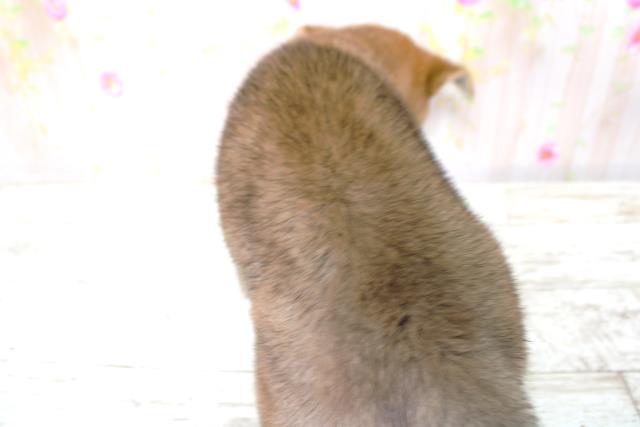 福島県の柴犬(標準サイズ) (Coo&RIKU福島店/2025年9月4日生まれ/男の子/赤)の子犬の4枚目の画像