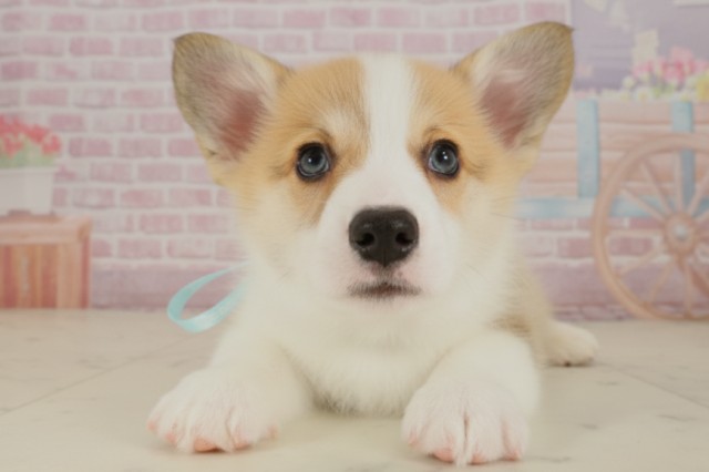 福岡県のウェルシュコーギーペンブローク (Coo&RIKUフォレストシティ春日店/2025年9月5日生まれ/男の子/レッドホワイト)の子犬