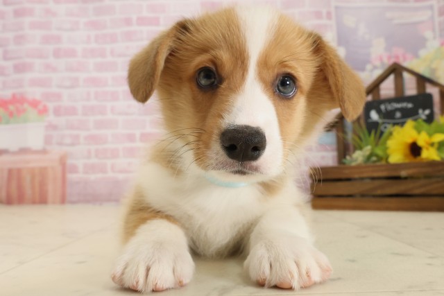 鹿児島県のウェルシュコーギーペンブローク (Coo&RIKU鹿児島店/2025年9月5日生まれ/男の子/レッドホワイト)の子犬の1枚目の画像