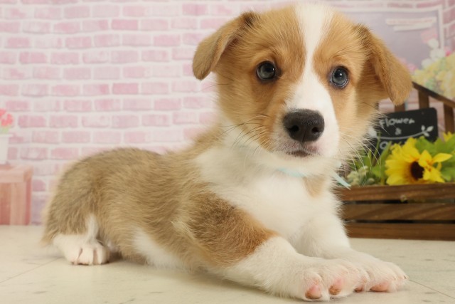 鹿児島県のウェルシュコーギーペンブローク (Coo&RIKU鹿児島店/2025年9月5日生まれ/男の子/レッドホワイト)の子犬の2枚目の画像