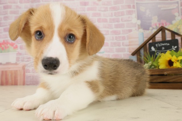 鹿児島県のウェルシュコーギーペンブローク (Coo&RIKU鹿児島店/2025年9月5日生まれ/男の子/レッドホワイト)の子犬の3枚目の画像