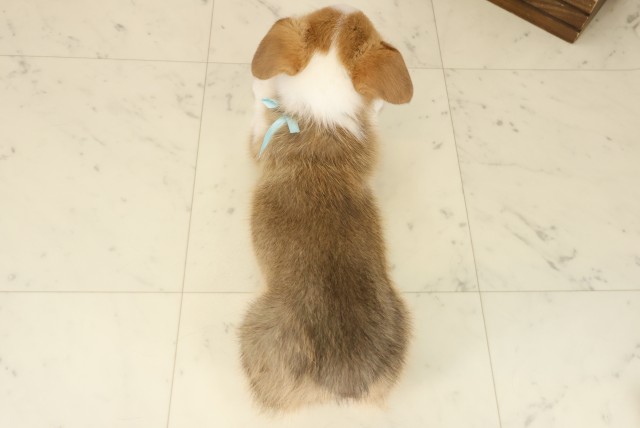 鹿児島県のウェルシュコーギーペンブローク (Coo&RIKU鹿児島店/2025年9月5日生まれ/男の子/レッドホワイト)の子犬の4枚目の画像