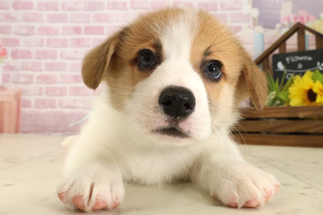 福岡県のウェルシュコーギーペンブローク (Coo&RIKUゆめタウン飯塚店/2025年9月5日生まれ/男の子/レッドホワイト)の子犬