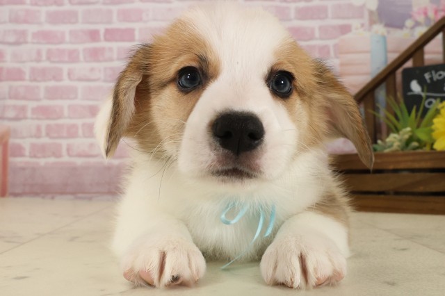 ウェルシュ・コーギー・ペンブローク