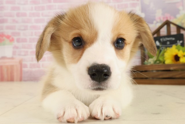 ウェルシュ・コーギー・ペンブローク