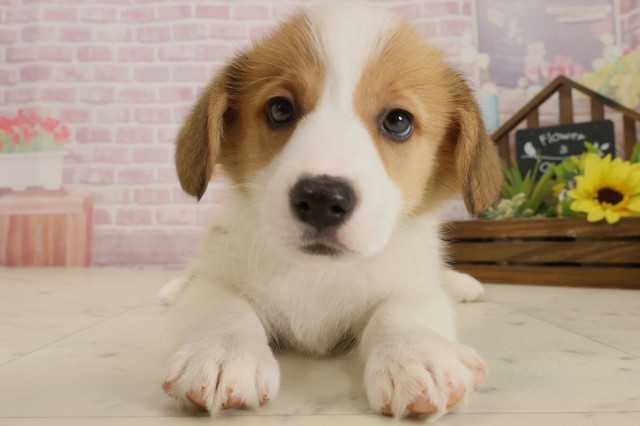 福岡県のウェルシュコーギーペンブローク (Coo&RIKU黒崎店/2025年9月5日生まれ/女の子/レッドホワイト)の子犬