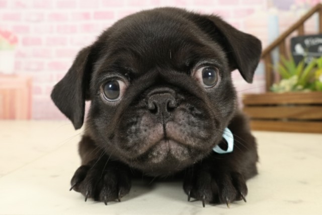 福岡県のパグ (Coo&RIKU福岡西店/2025年9月5日生まれ/男の子/ブラック)の子犬の1枚目の画像