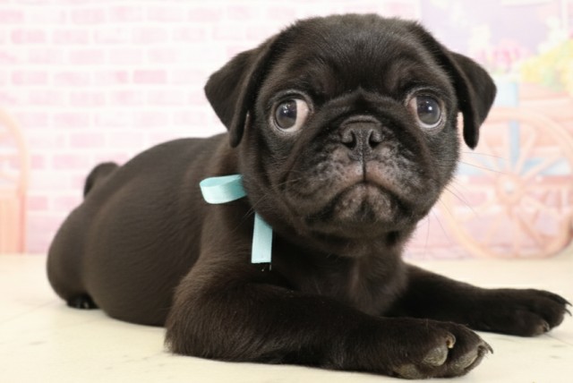 福岡県のパグ (Coo&RIKU福岡西店/2025年9月5日生まれ/男の子/ブラック)の子犬の2枚目の画像