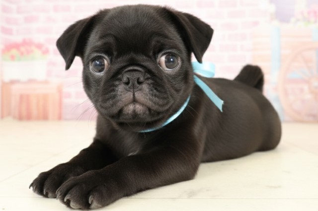 福岡県のパグ (Coo&RIKU福岡西店/2025年9月5日生まれ/男の子/ブラック)の子犬の3枚目の画像