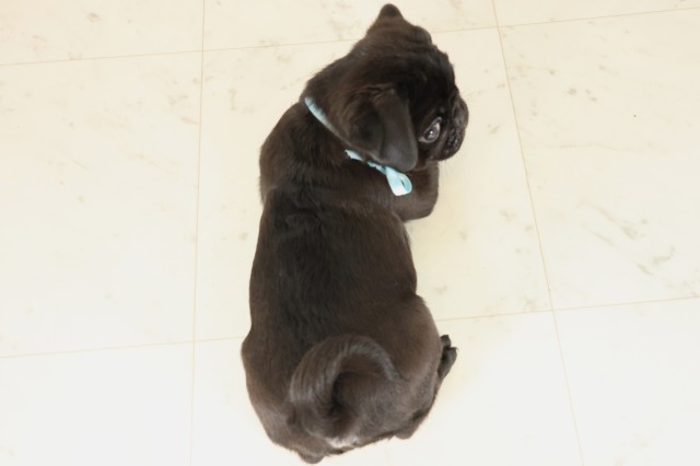 福岡県のパグ (Coo&RIKU福岡西店/2025年9月5日生まれ/男の子/ブラック)の子犬の4枚目の画像