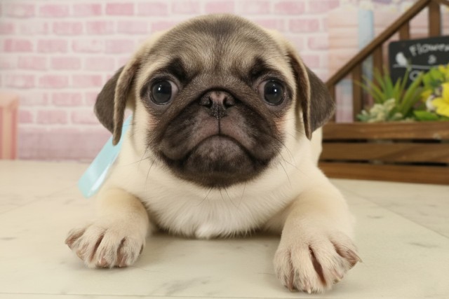 福岡県のパグ (Coo&RIKU久留米店/2025年9月5日生まれ/男の子/フォーン)の子犬の1枚目の画像