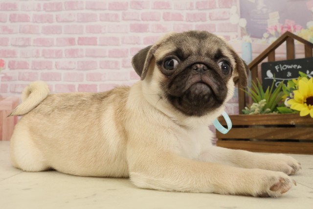 福岡県のパグ (Coo&RIKU久留米店/2025年9月5日生まれ/男の子/フォーン)の子犬の2枚目の画像