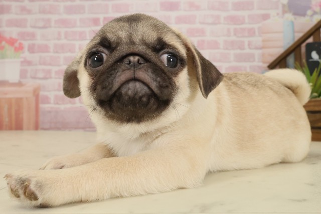 福岡県のパグ (Coo&RIKU久留米店/2025年9月5日生まれ/男の子/フォーン)の子犬の3枚目の画像