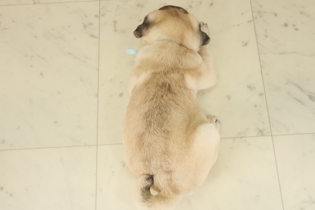 福岡県のパグ (Coo&RIKU久留米店/2025年9月5日生まれ/男の子/フォーン)の子犬の4枚目の画像
