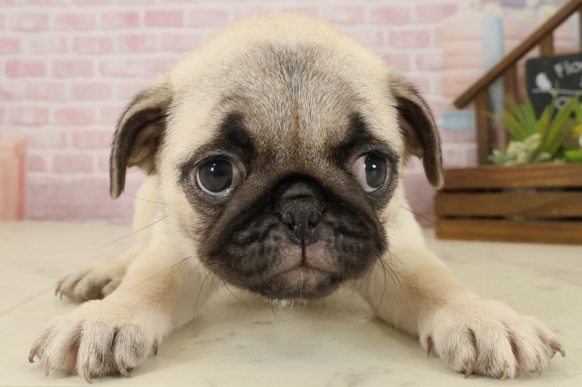 熊本県のパグ (Coo&RIKU宇土シティモール店/2025年9月5日生まれ/女の子/フォーン)の子犬の1枚目の画像